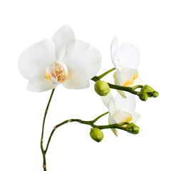 Fototapeta premium Kwiaty orchidei na białym tle.