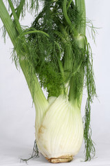 Fennel root plant with branches and leaves