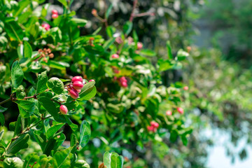 Carissa carandas and blur background