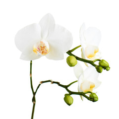 Obraz na płótnie Canvas Orchid flowers isolated on white.