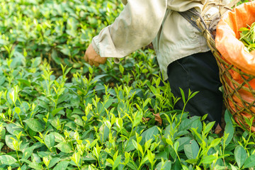 Tea plantation with Vietnamese woman picking tea leaves and buds in early morning