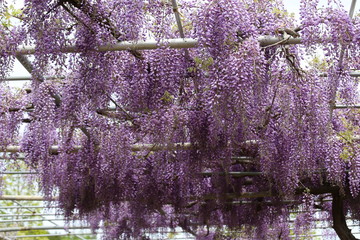 かざはやの里　藤まつり