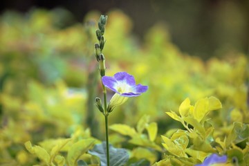 flowers on background of blue sky
