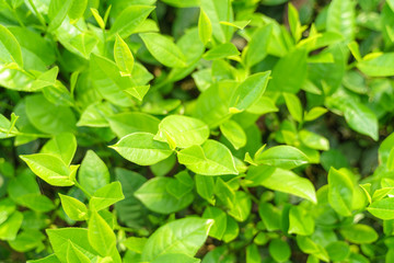 Fresh green tea leaves and buds in a tea plantation in morning