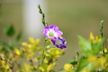 Purple blue flower in the garden