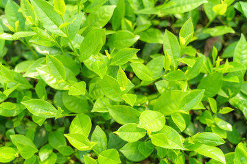 Fresh green tea leaves and buds in a tea plantation in morning