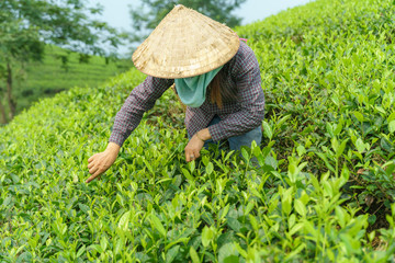 Tea plantation with Vietnamese woman picking tea leaves and buds in early morning