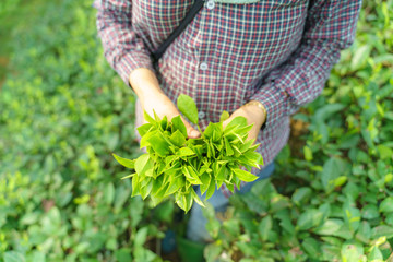 Woman worker hands holding fresh tea leaves in tea plantation