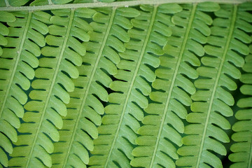 Closeup of green fern leaf