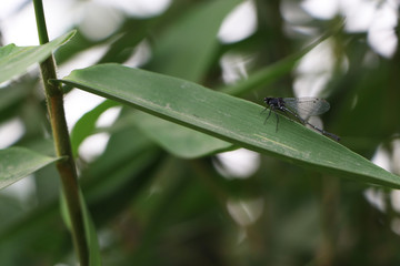 Dragonfly