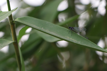 Dragonfly