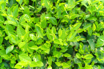 Fototapeta na wymiar Fresh green tea leaves and buds in a tea plantation in morning