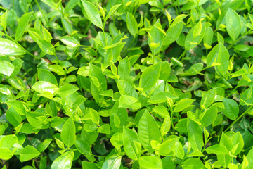 Fresh green tea leaves and buds in a tea plantation in morning