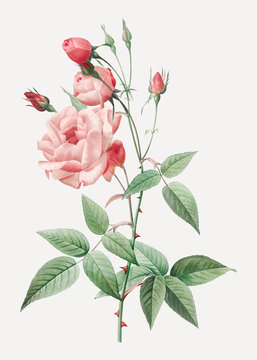 Vintage pink rose drawing