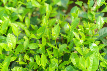 Fresh green tea leaves and buds in a tea plantation in morning