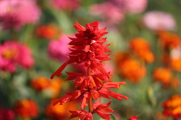 red flowers in garden