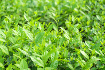 Fresh green tea leaves and buds in a tea plantation in morning