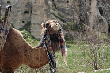Camel standing on the ground outdoor with Goreme mountain