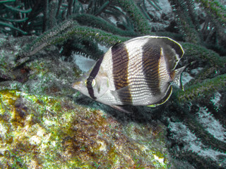 bandede Butterflyfish