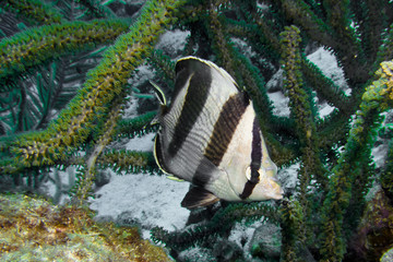 bandede Butterflyfish