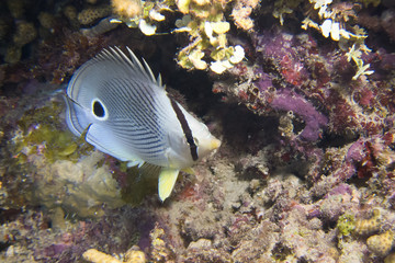 Fototapeta na wymiar foureye butterflyfish