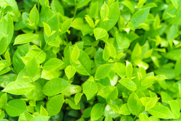 Obraz na płótnie Canvas Fresh green tea leaves and buds in a tea plantation in morning