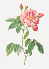 Pink french rosebush