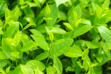 Fresh green tea leaves and buds in a tea plantation in morning