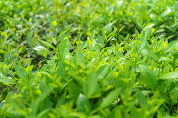 Fresh green tea leaves and buds in a tea plantation in morning