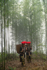 Obraz premium Vietnamese ethnic minority Red Dao women in traditional dress and basket on back in misty bamboo forest in Lao Cai, Vietnam