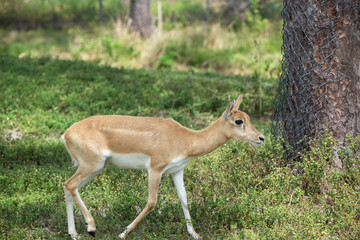 Naklejka na ściany i meble Young Female Gazelle in the Park