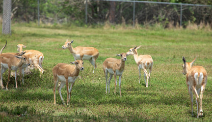 Naklejka na ściany i meble Group of gazelles in the park