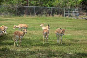 Fototapeta premium Group of gazelles in the park