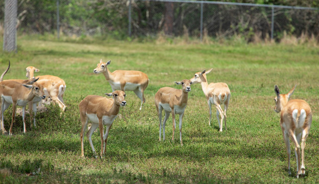 Group of gazelles in the park
