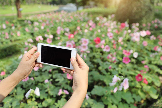 woman hands taking picture of flowers with cell phone