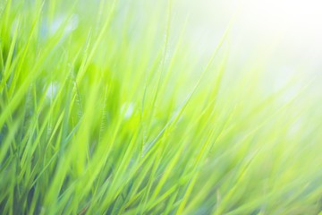  Nature leaf green in the garden.Concept organic leaves green and clean ecology in summer sunlight plants landscape. bokeh blurred bright green use texture wallpaper natural background.selective focus