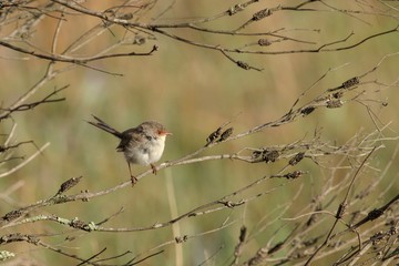 Female fairywren
