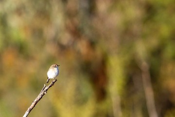 Robin on a stick