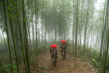 Vietnamese ethnic minority Red Dao women in traditional dress and basket on back in misty bamboo...