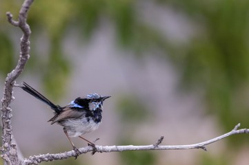 Fairywren ona branch
