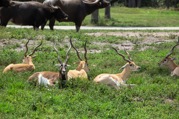 Group of gazelles in the park