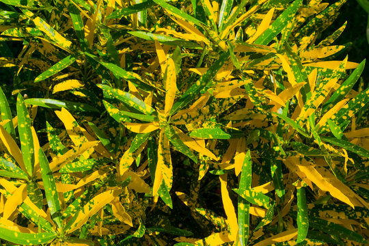 Planta de Croto
