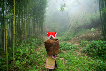 Vietnamese ethnic minority Red Dao women in traditional dress and basket on back in misty bamboo...