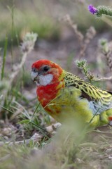 Rosella in grass