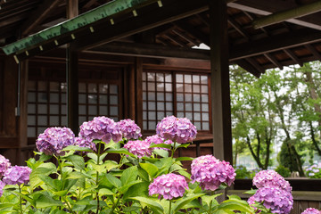Purple hydrangeas with japanese shrine building. Aichi, Japan