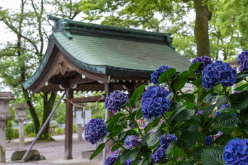 Violet hydrangeas in the japanese shrine. Aichi, Japan