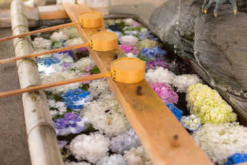 A lot of colorful hydrangeas are floating in the japanese water bowl. Aichi, Japan