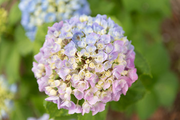Bright blue and purple hydrangea taken at the way of  close up and soft in early June.