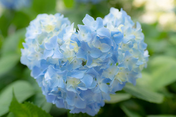 Heart shaped blue hydrangea background. It is bright blue and white color in early June.