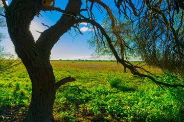 Árbol Tapando el Sol